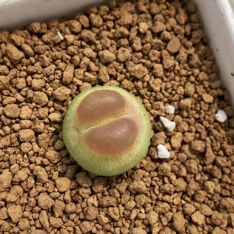 SH1200拉登三年一年苗Ratum肉锥多肉植物生石花满包邮 - 封面