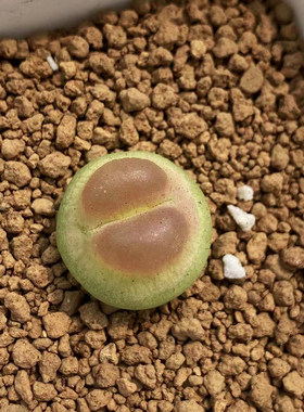 拉登两年ratum多肉植物