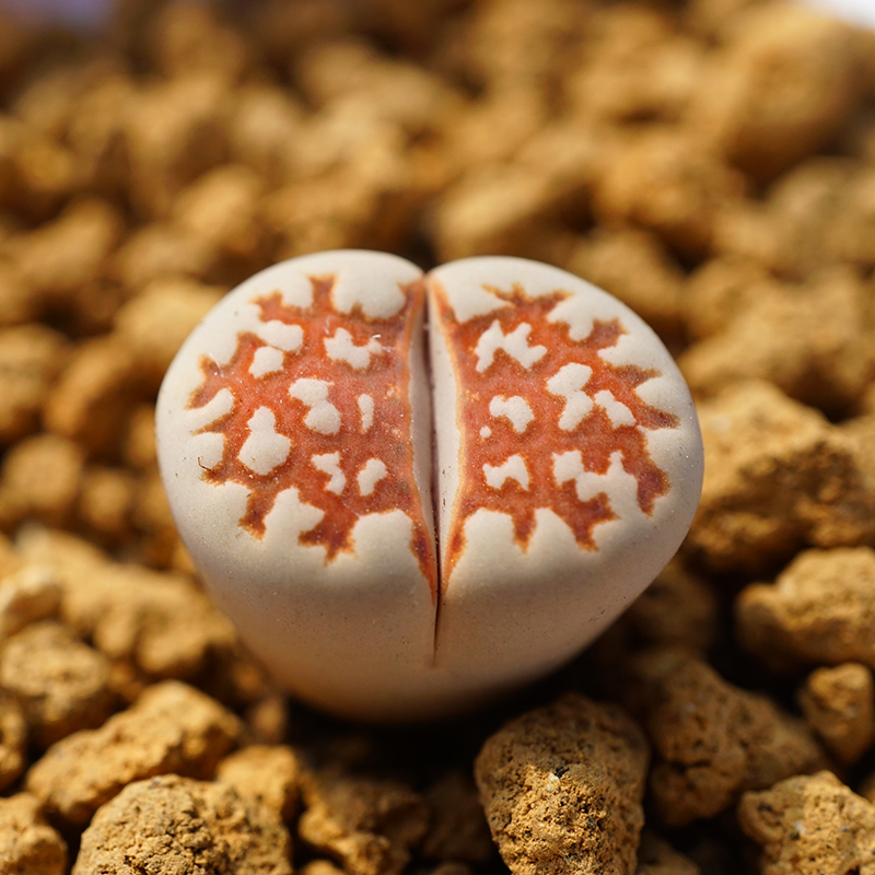 黄金线C63b一物一拍三年生石花网纹寿丽多肉植物肉满包邮出没园艺