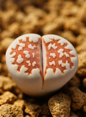 黄金线C63b一物一拍三年生石花网纹寿丽多肉植物肉满包邮出没园艺