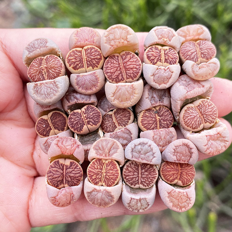 菊纹章红窗dt岛田肉园艺生石花