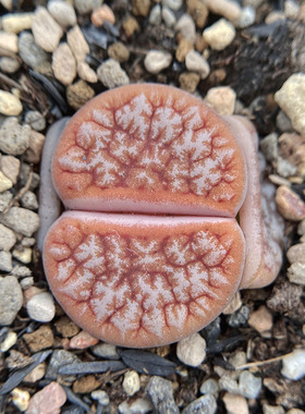 3年6年拿铁咖啡C309A荒玉一物一拍多肉植物番杏科生石花满包邮