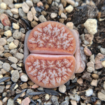 五年母本阳台生石花耐养生石花