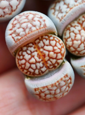 网纹寿丽玉C64C063白体生石花pp屁股番杏科多肉植物