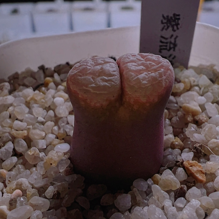 807可拍紫流沙风铃,鲜花速递/花卉仿真/绿植园艺,多肉植物,淘宝优惠券,粉丝福利购,淘宝优惠卷