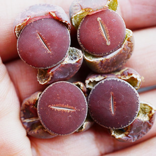 KO日轮ROW日轮全窗酒红日轮一物一拍生石花番杏科肉出没园艺