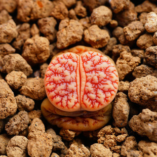 包邮 德系C261荒玉新品 母本一物一拍三年开花株肉出没园艺满