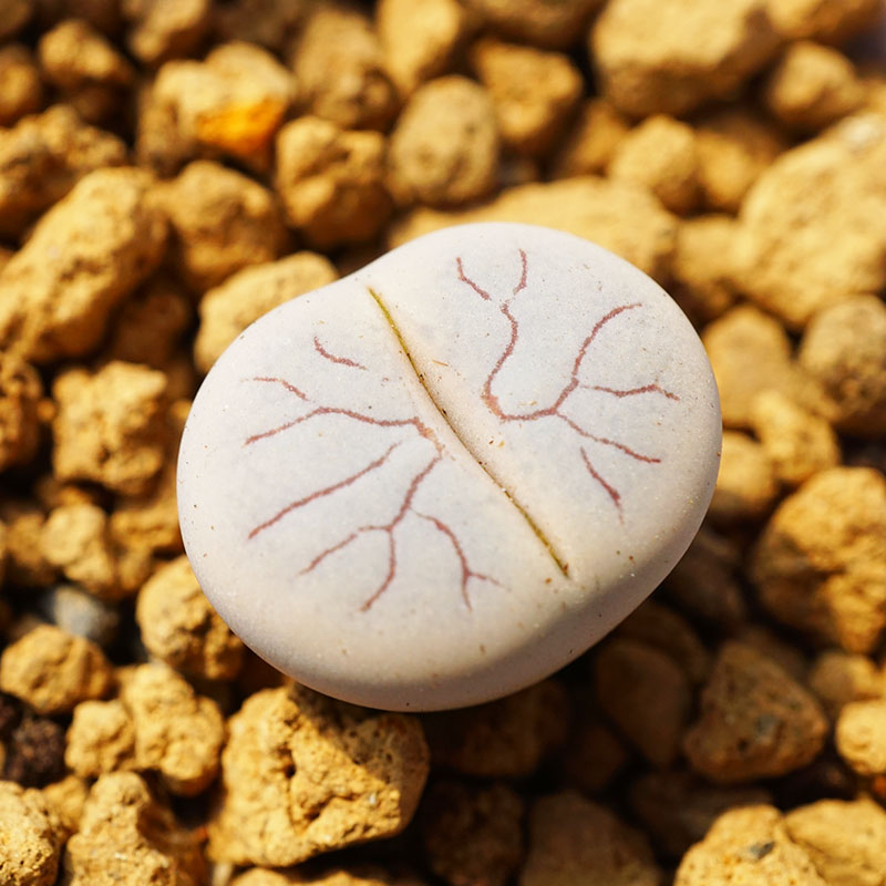 荒玉C373闪电纹一物一拍三年生石花多肉植物肉出没园艺满包邮