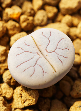 荒玉C373闪电纹一物一拍三年生石花多肉植物肉出没园艺满包邮