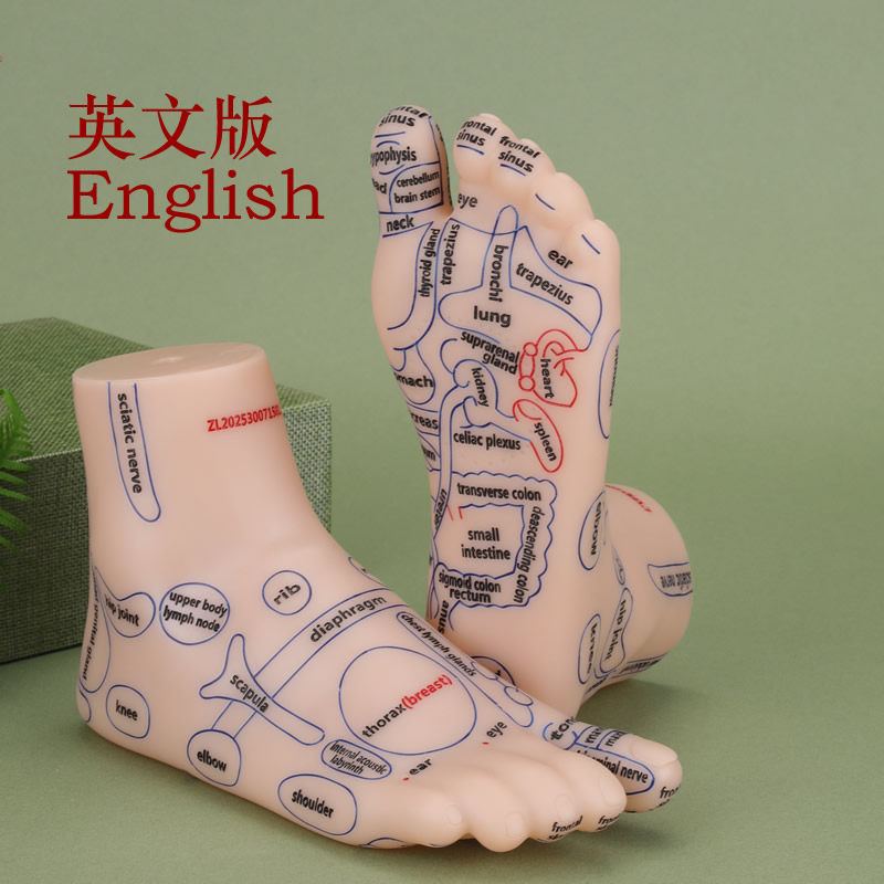足模型英文版英语足部穴位模型模具按摩模型脚模足疗学习教学,文具电教/文化用品/商务用品,教学标本/模型,淘宝优惠券,粉丝福利购,淘宝优惠卷