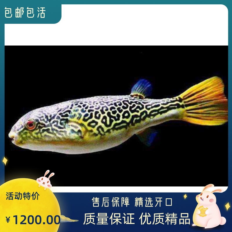 特惠包邮精品皇冠狗头宠物凶猛