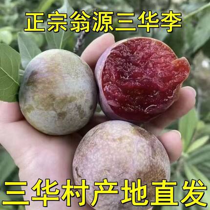 正宗广东韶关翁源三华李精选大果5斤装/10斤装包邮新鲜现摘现发