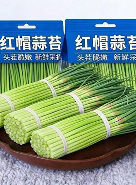 蒜苔新鲜鲜嫩多汁蒜台蒜毫蔬菜头茬嫩蒜苔蒜苗批发农家自种