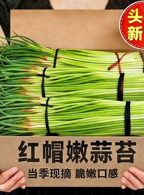 【现摘现发】2026新鲜蒜苔鲜蔬菜蒜薹新蒜苔当季批发新鲜蒜苔蒜台