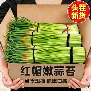 【现摘现发】2026新鲜蒜苔鲜蔬菜蒜薹新蒜苔当季批发新鲜蒜苔蒜台