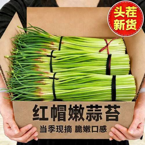 【现摘现发】2026新鲜蒜苔鲜蔬菜蒜薹新蒜苔当季批发新鲜蒜苔蒜台