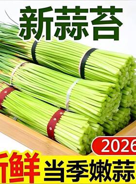 【脆嫩鲜香】长蒜苔当季新鲜红帽蒜苔蔬菜河南蒜苗蒜毫鲜嫩蒜薹