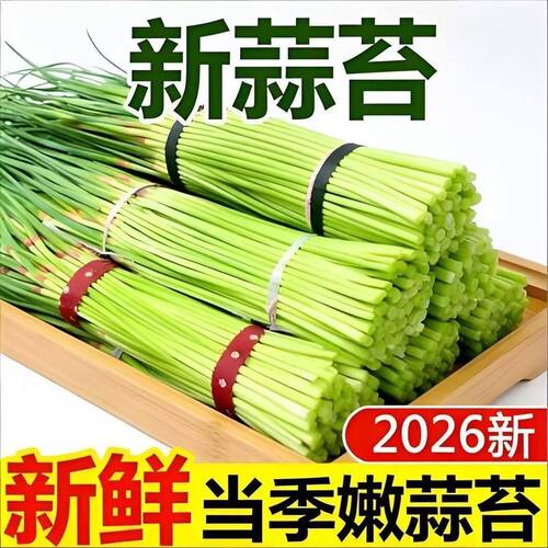 【脆嫩鲜香】长蒜苔当季新鲜红帽蒜苔蔬菜河南蒜苗蒜毫鲜嫩蒜薹