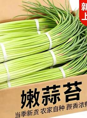 农家自种2026年新鲜蒜苔现摘邳州本地蒜薹批应季蔬菜嫩蒜台发