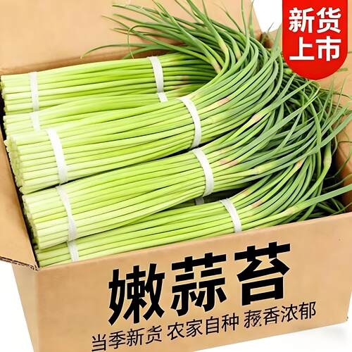 农家自种2026年新鲜蒜苔现摘邳州本地蒜薹批应季蔬菜嫩蒜台发