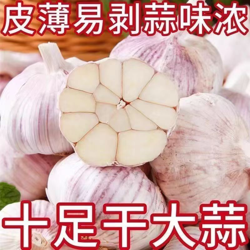 2026今年山东金乡新干蒜净蒜紫皮大蒜头自然晾晒新鲜大蒜箱装