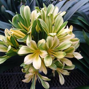 真正的绿花君子兰叶裤颜色是绿色的不拿紫裤骗人对版发货买一送一