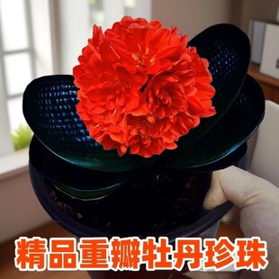 长春精品正宗麻脸圆头短叶宽叶和尚珍珠球拍红花重瓣绿植盆栽对版
