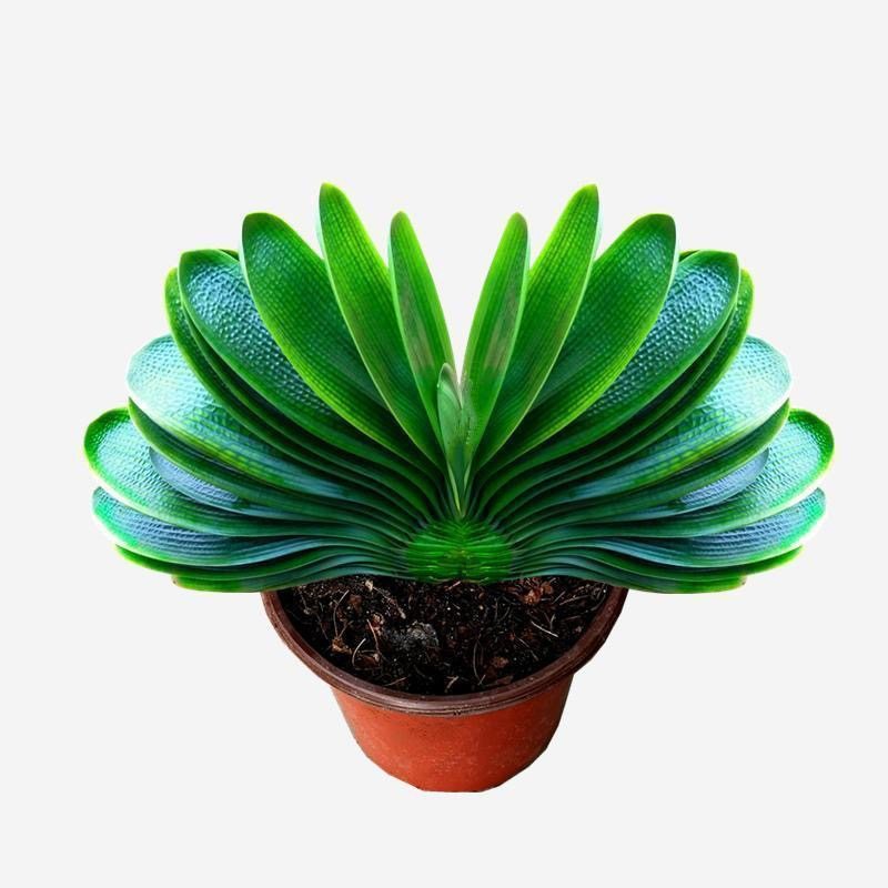 东北精品君子兰宽叶巨无霸圆头特级名贵麻脸国兰小苗油匠短叶绿植