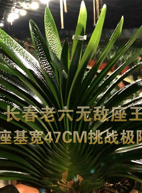 长春精品君子兰宽叶粗筋大坐油匠麻脸圆头宽叶原盆原土发货