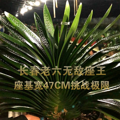 长春精品君子兰宽叶粗筋大坐油匠麻脸圆头宽叶原盆原土发货