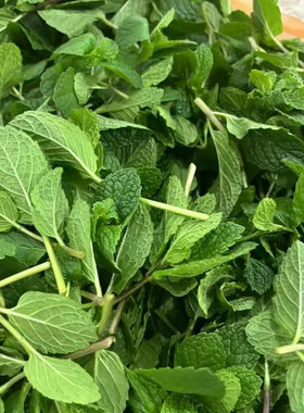 顺丰包邮云南新鲜蔬菜食用薄荷皱叶留兰香牛肉羊肉米线店商用批发