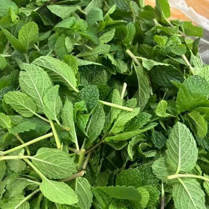 云南新鲜蔬菜食用薄荷牛肉羊肉米线店专用火锅皱叶留兰香商用批发