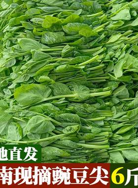 顺丰冷链包邮云南新鲜蔬菜豌豆尖豌豆苗时令蔬菜应季煮汤火锅食材