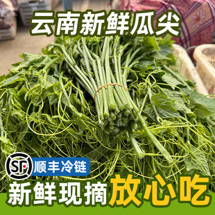 顺丰包邮云南新鲜蔬菜农家自种佛手瓜尖龙须菜洋丝瓜尖伏儿瓜尖