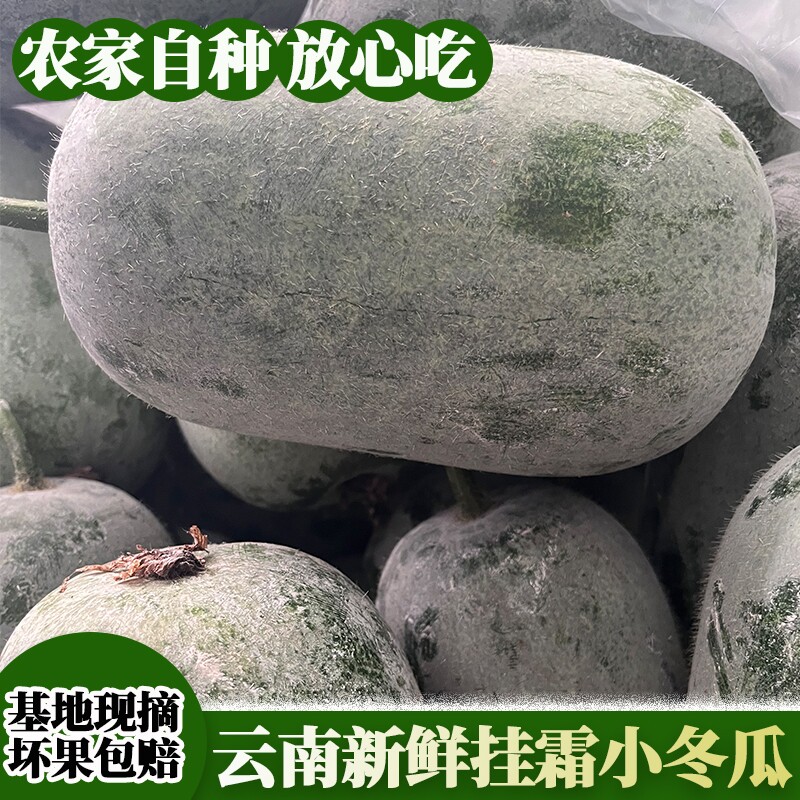 云南特产迷你小冬瓜新鲜蔬菜