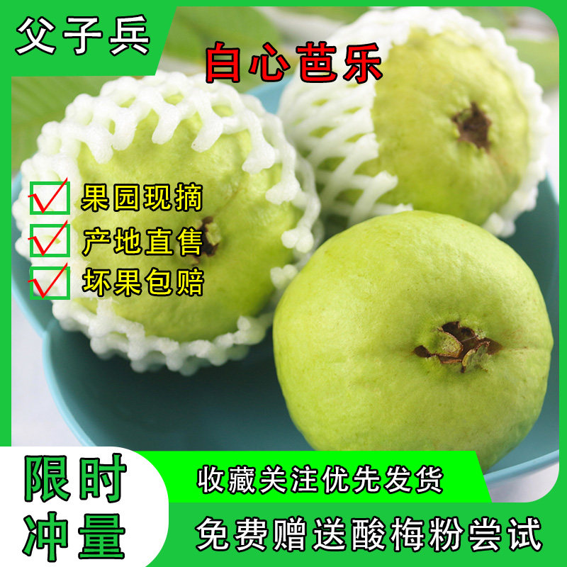 广西自家种植白心番石榴脆口芭乐现摘现发芭乐包邮果肉清甜爽口