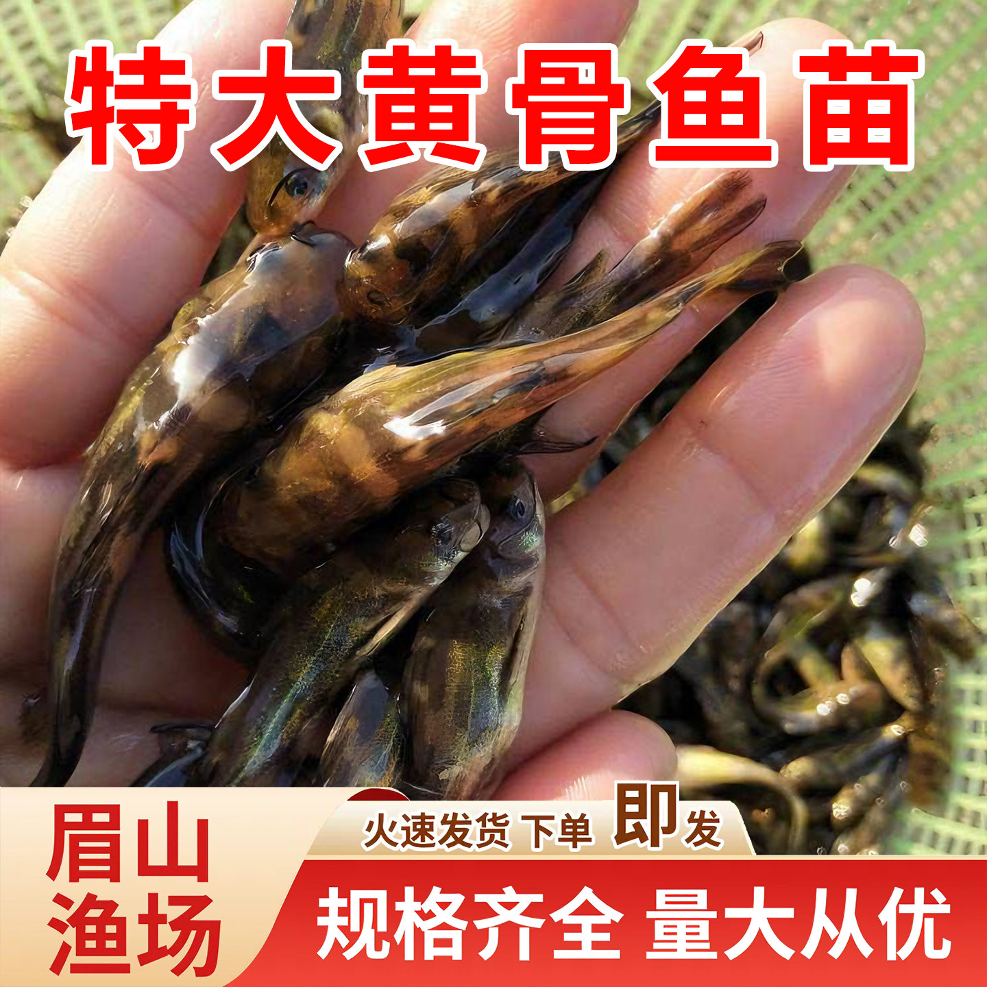 黄骨鱼苗黄辣丁黄颡鱼昂刺黄鸭叫三角峰四川本地鱼苗淡水养殖食用