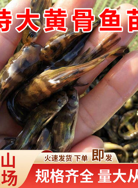 黄骨鱼苗黄颡鱼苗包活到家长势快