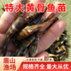 黄骨鱼苗黄辣丁黄颡鱼昂刺黄鸭叫三角峰四川本地鱼苗淡水养殖食用