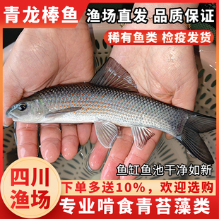 青龙棒鱼苗吃青苔川华鲮鱼沉香鱼稀有淡水原生溪流广温性底层观赏