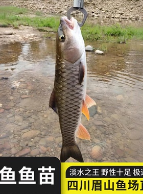 军鱼苗爱跳粗鳞光倒刺鲃青竹鲩新品黄娟坑坚原生淡水养殖路亚食用