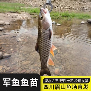 四川军鱼苗淡水食用观赏鱼军鱼鱼苗坚鱼苗青竹鲩鱼苗活体鱼苗娟鱼