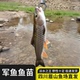 四川军鱼苗淡水食用观赏鱼军鱼鱼苗坚鱼苗青竹鲩鱼苗活体鱼苗娟鱼