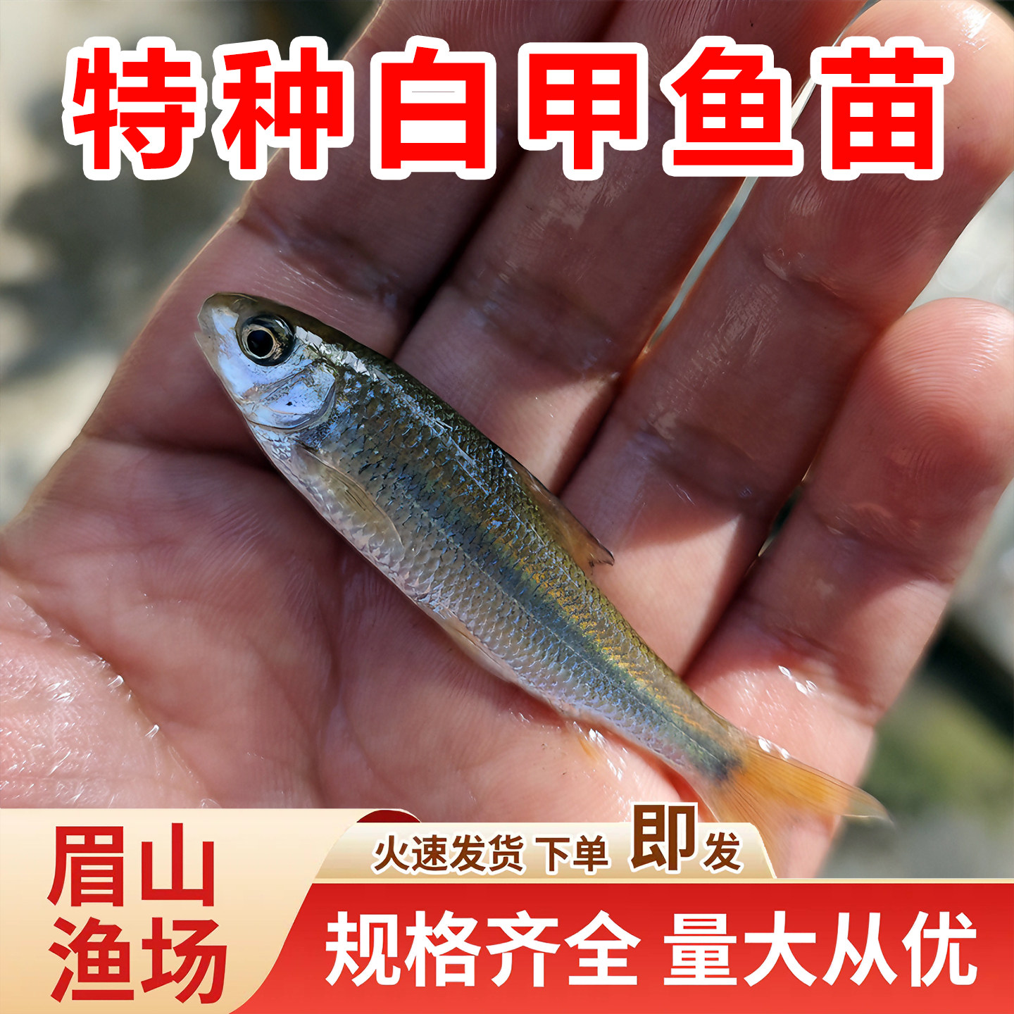 白甲鱼苗溪流鱼底栖鱼类四川广温性耐高低温淡水养殖食用观赏鱼类