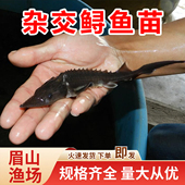 鲟鱼苗中华观赏鱼淡水养殖可食用尖嘴鲟大型冷水鱼鲟龙鱼苗杂交鲟