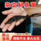 鲟鱼苗中华观赏鱼淡水养殖可食用尖嘴鲟大型冷水鱼鲟龙鱼苗杂交鲟