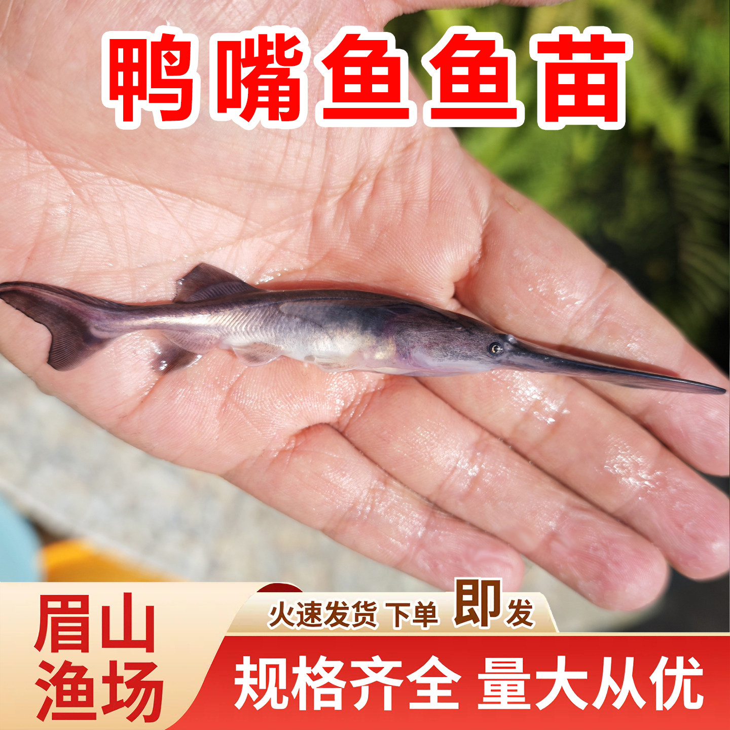 鸭嘴鱼鱼苗优质匙吻鲟鱼苗观赏鱼冷水鱼水产养殖活体鱼苗渔场直发