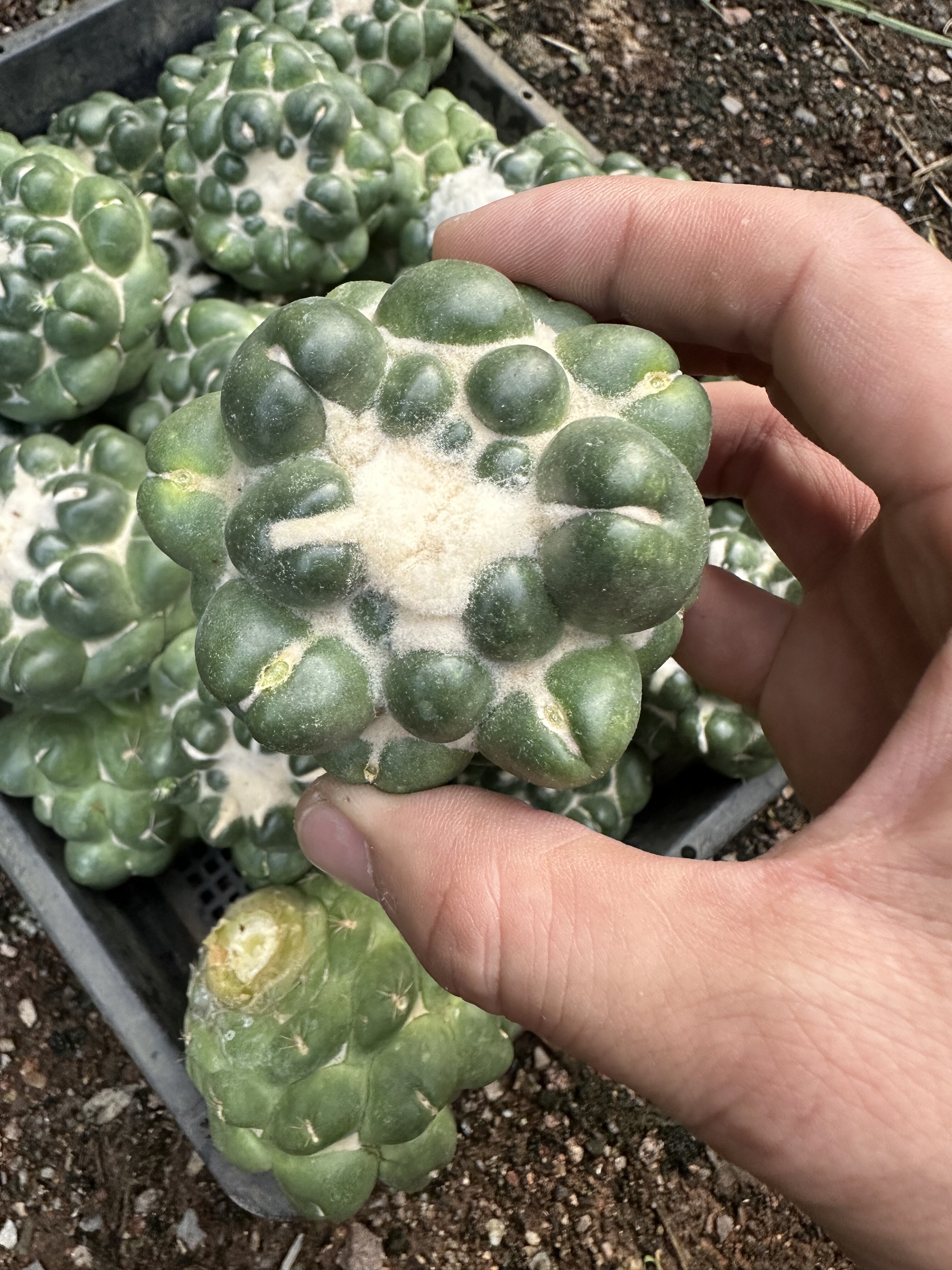 多肉植物办公室小盆栽无刺象牙量拍