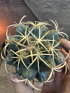 仙人球安宅象牙