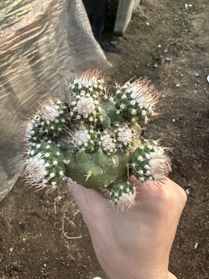 仙人球多头菊水